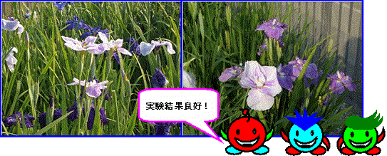 「実験結果良好！」花菖蒲の育成実験の結果、紫の花菖蒲が田土と比べても遜色なく順調に生育しているのがわかるのを赤と青と緑のの丸い三体のキャラクターが説明している比較写真
