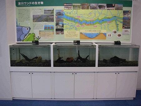 淀川ワンドの生き物コーナーの写真。淀川に棲む生物が飼育された水槽と、関連の解説パネルが展示されている